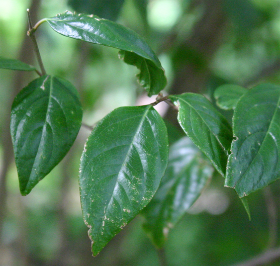 Chimonanthus yunnanensis