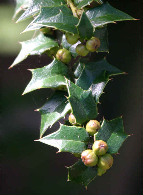 Ilex pernyi