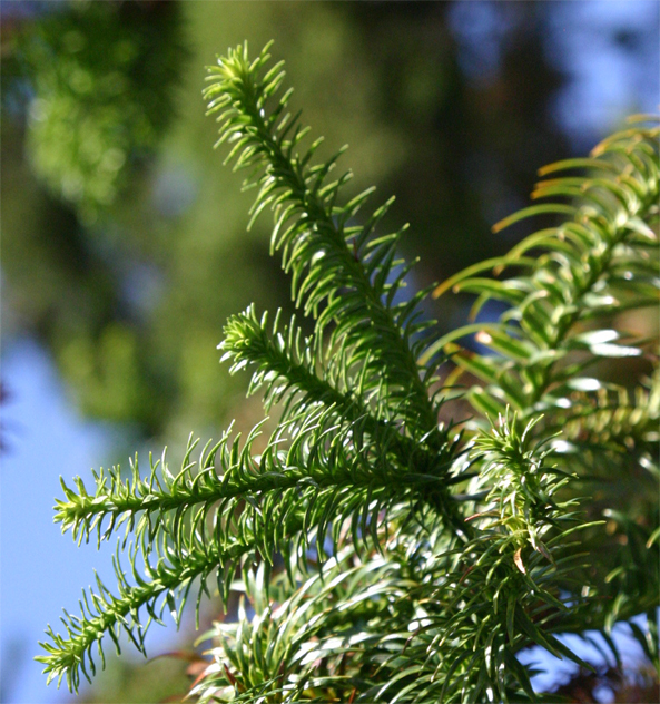 Cunninghamia konishii