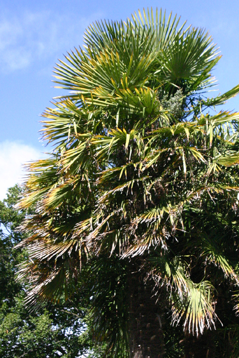 Trachycarpus fortunei