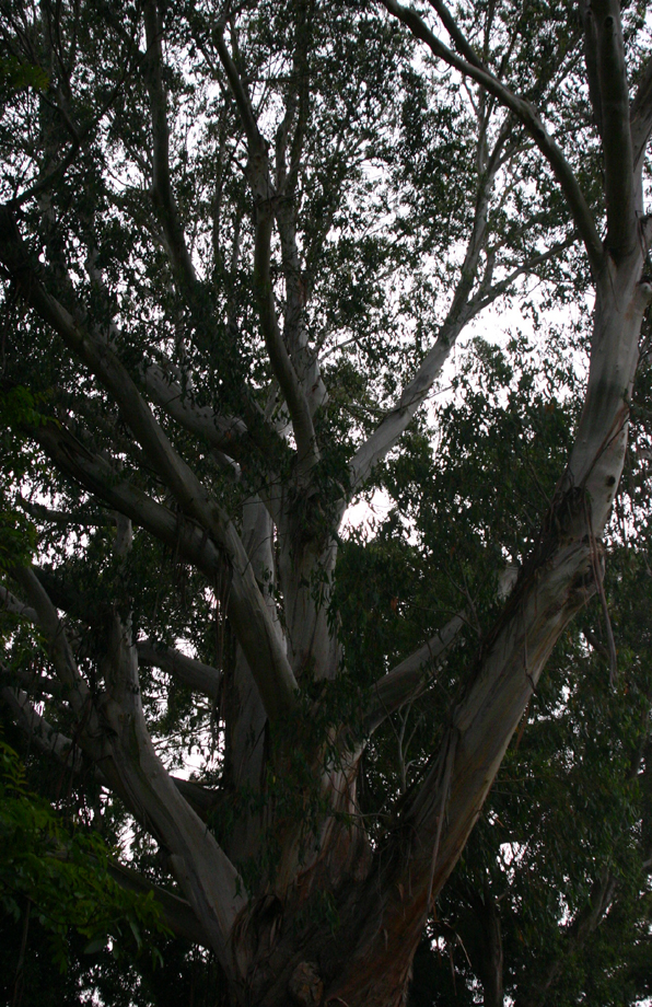 Eucalyptus delegatensis