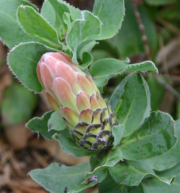 Protea nitida