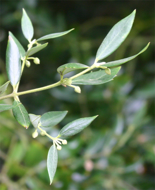 Atherosperma moschatum