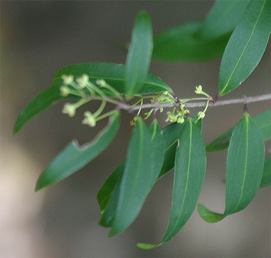 Notelaea johnsonii