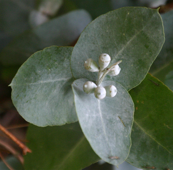 Eucalyptus cordata