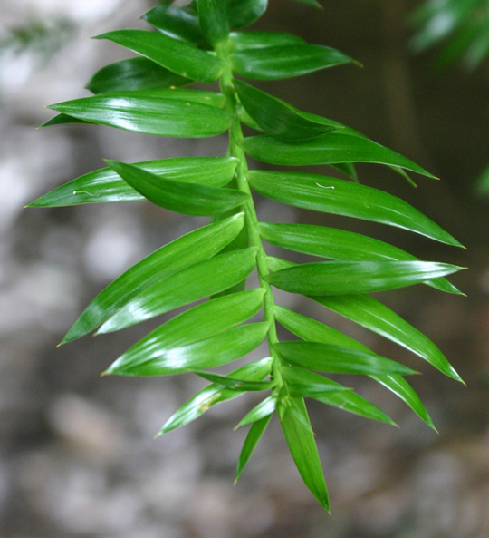 Araucaria bidwillii