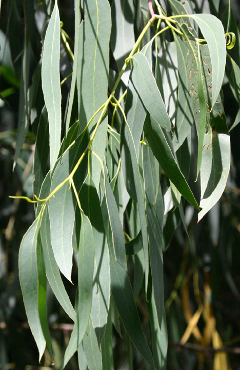 Eucalyptus tenuiramis