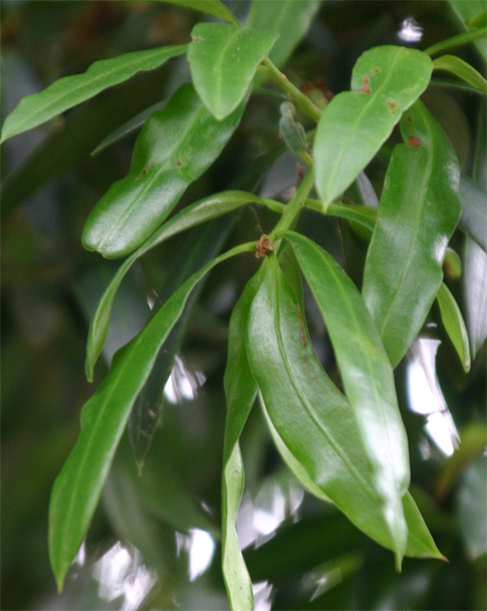 Podocarpus elatus