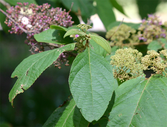 Callicarpa pedunculata