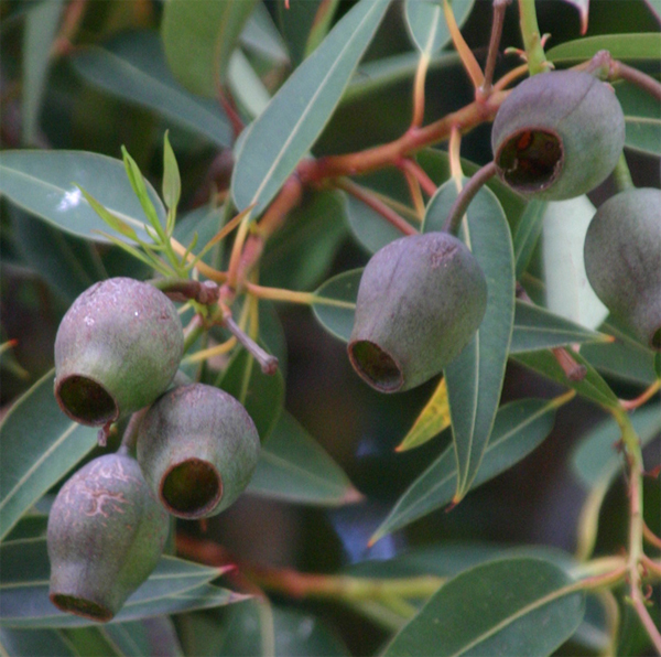 Eucalyptus ficifolia