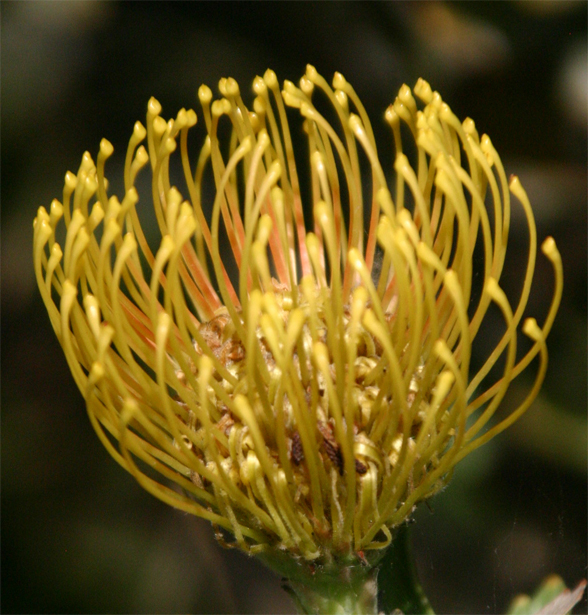 Protea