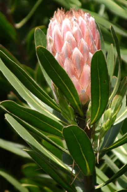 Protea