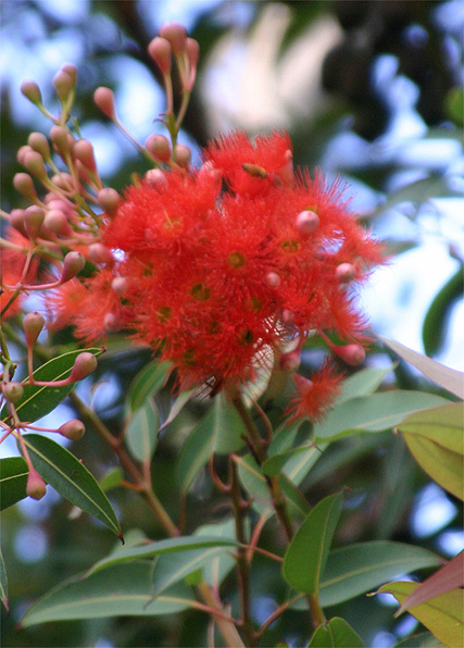 Eucalyptus ficifolia