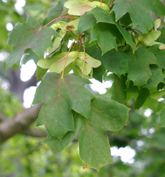 Acer platanoides