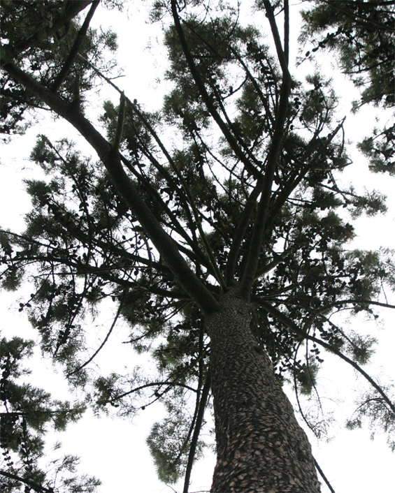 Pinus pinaster