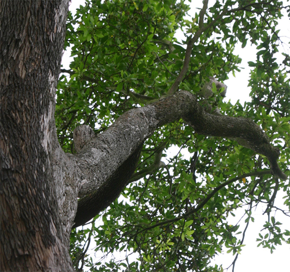 Arbutus unedo