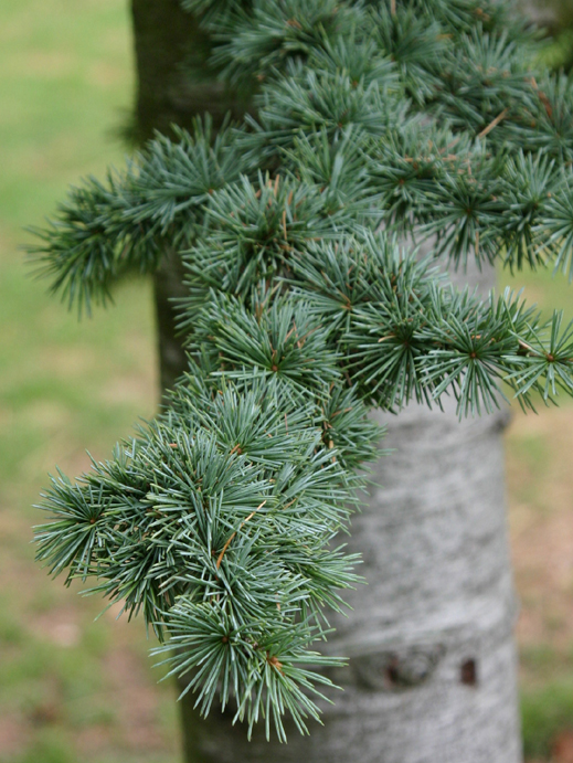 Cedrus atlantica