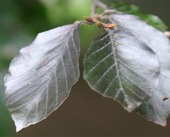 Fagus sylvatica