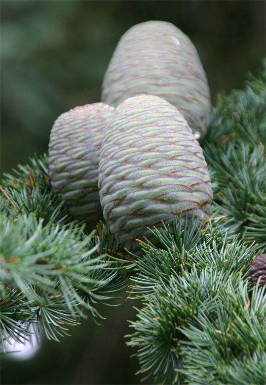 Cedrus libani