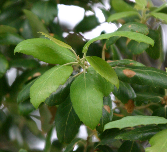 Quercus suber