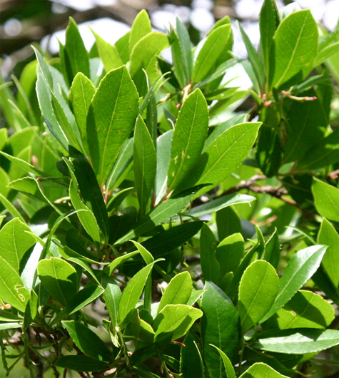 Arbutus unedo