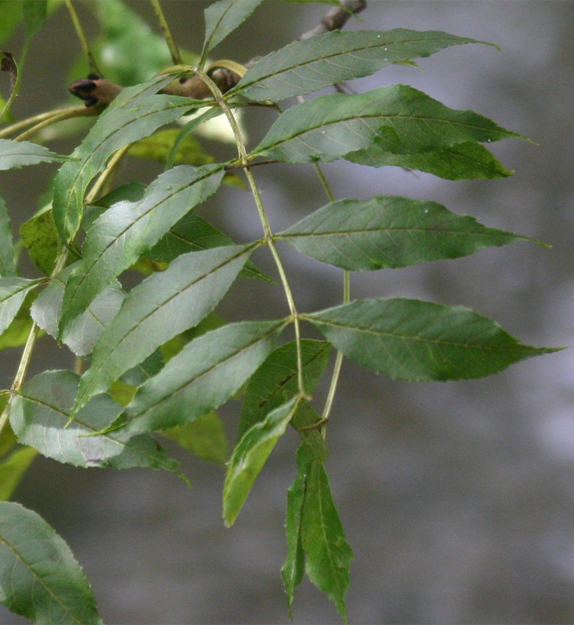 Fraxinus excelsior