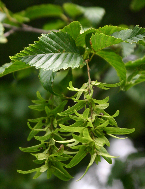 Carpinus betulus