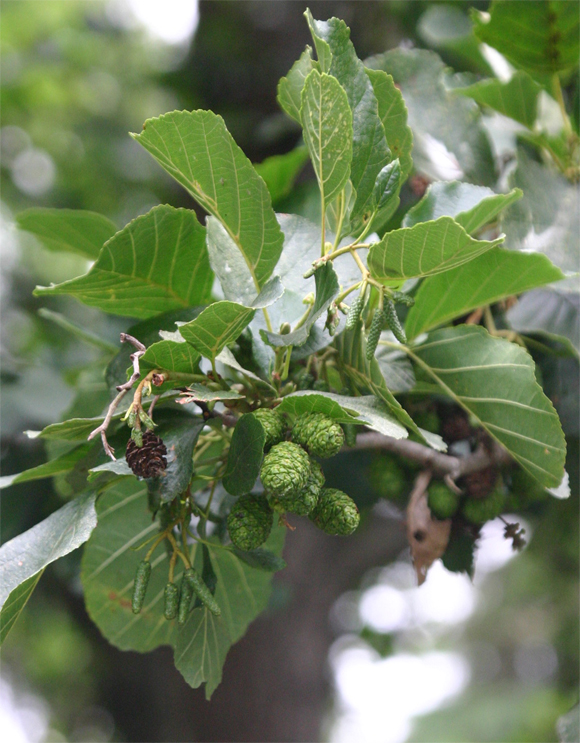 Alnus glutinosa