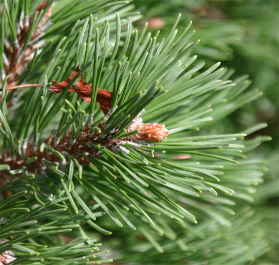 Pinus mugo