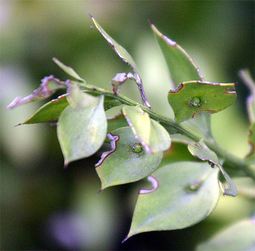 Ruscus aculeatus