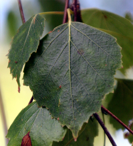 Betula pendula