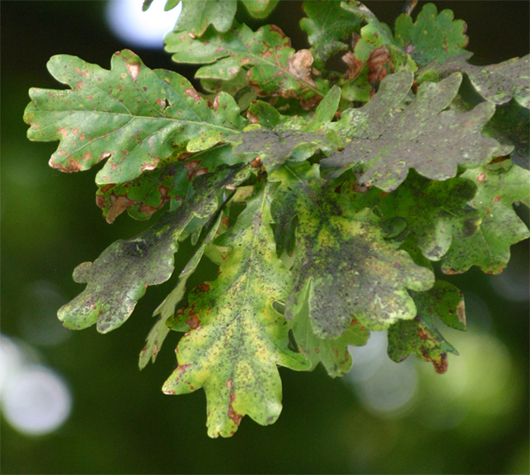 Quercus robur