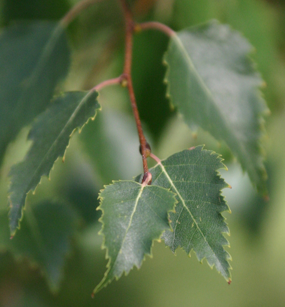 Betula raddeana