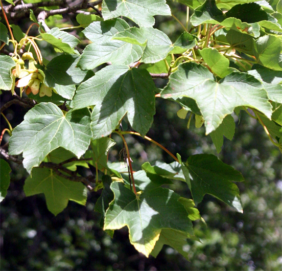 Acer pseudoplatanus