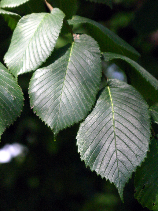 Ulmus glabra