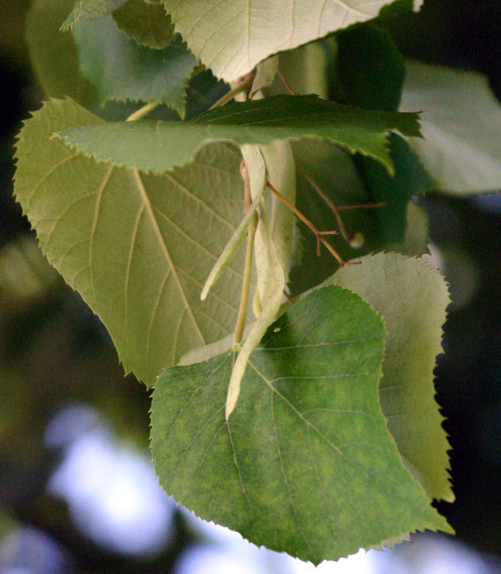 Tilia tomentosa