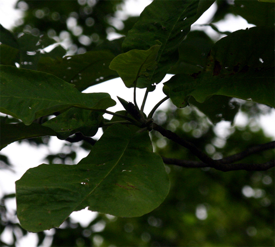 Magnolia macrophylla