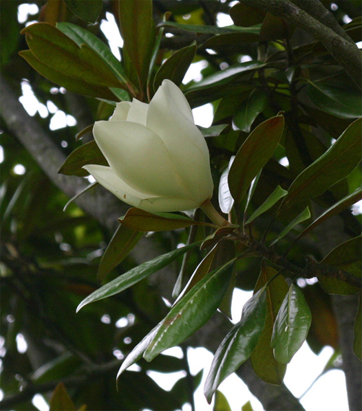 Magnolia grandiflora