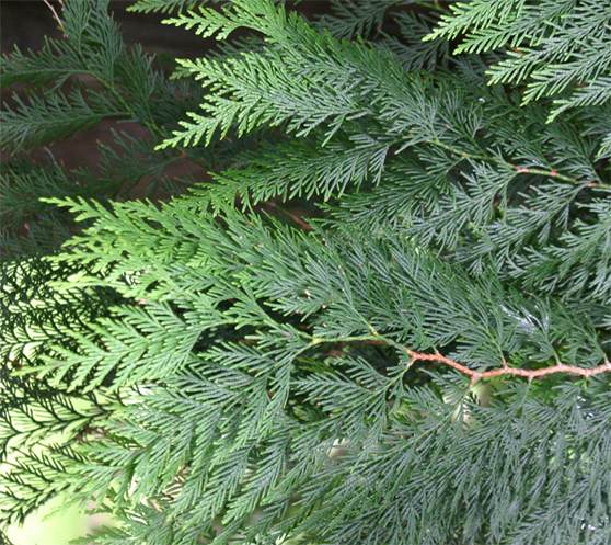 Thuja plicata