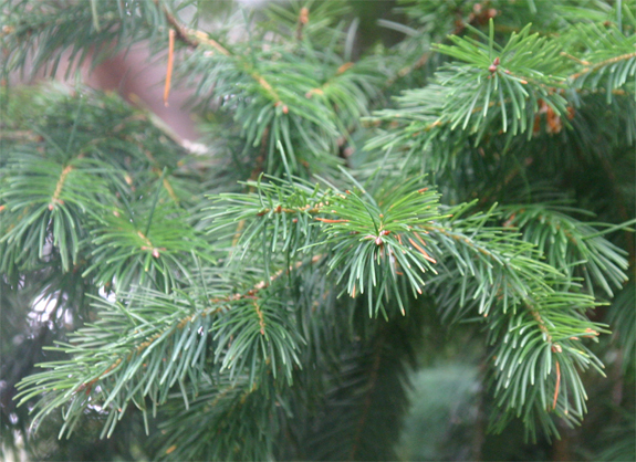 Pseudotsuga menziesii