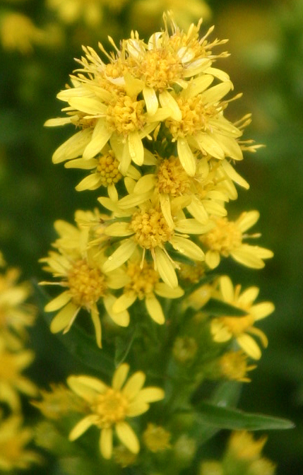 Solidago cutleri