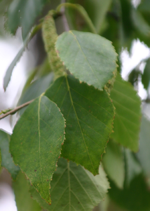 Betula papyrifera