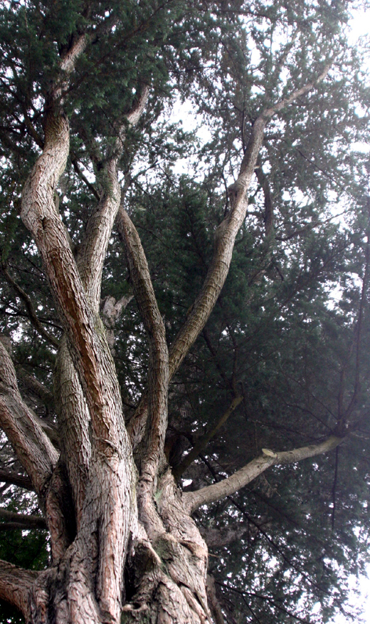 Cupressus macrocarpa