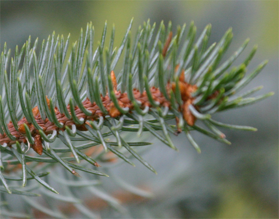 Picea pungens