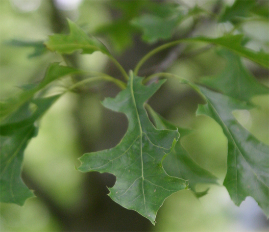 Quercus palustris