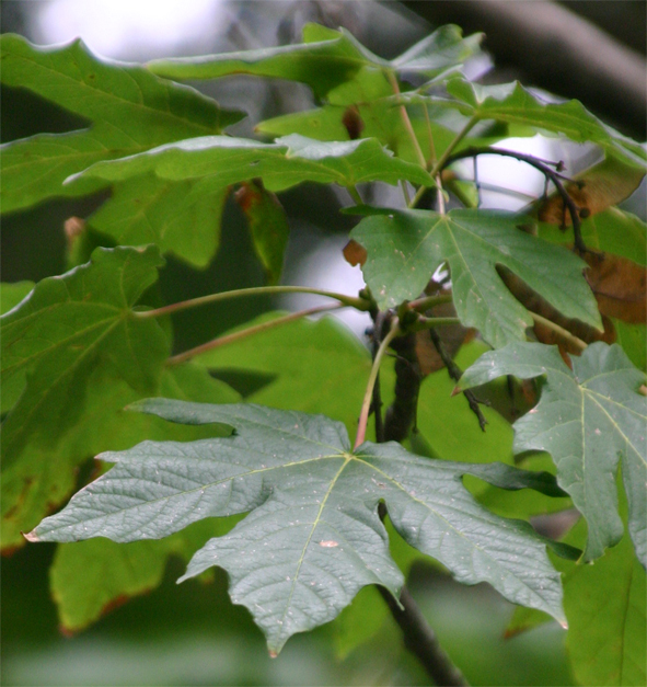 Acer macrophyllum