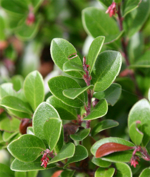 Arctostaphylos nevadensis