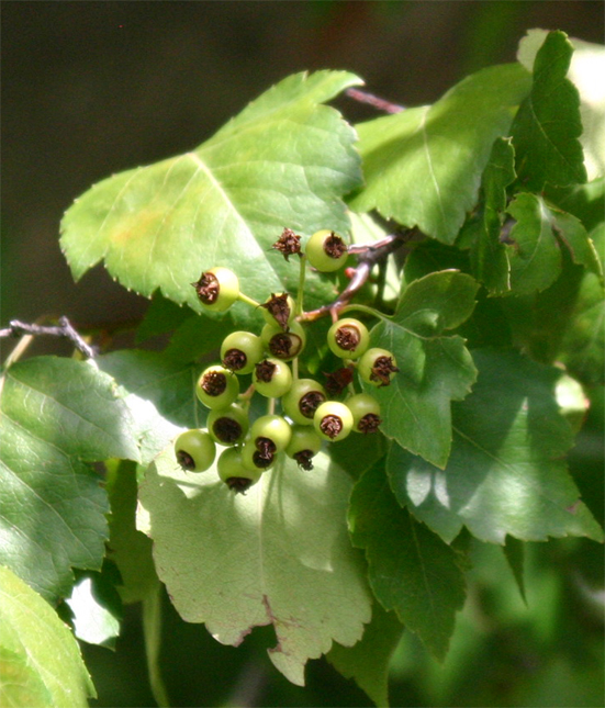 Crataegus phaenopyrum