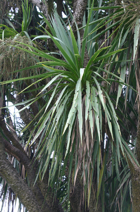 Cordyline australis