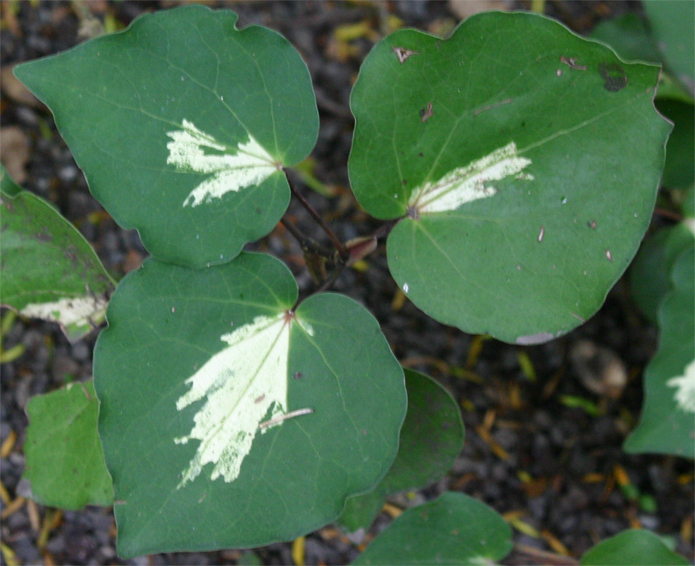 Coprosma repens